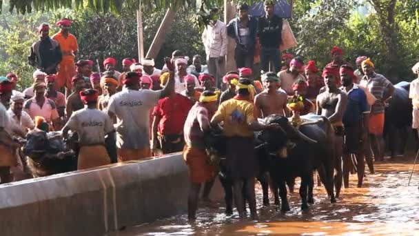 Kambala saison traditionnelle course de buffles — Video