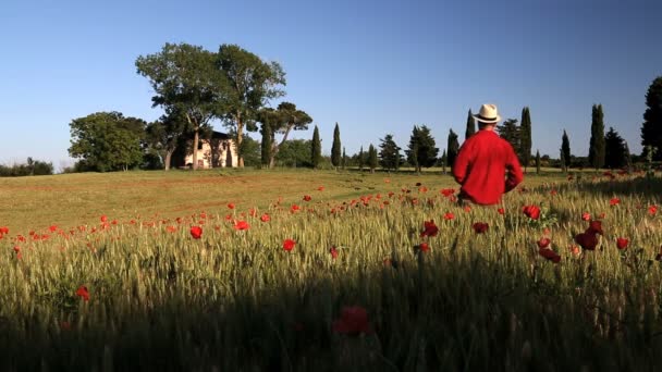 Male walking along Poppy flowers field — Stock Video