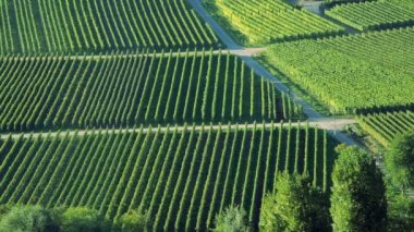 Yalnız şekil güzel bir Yeşil üzüm yürüyüş