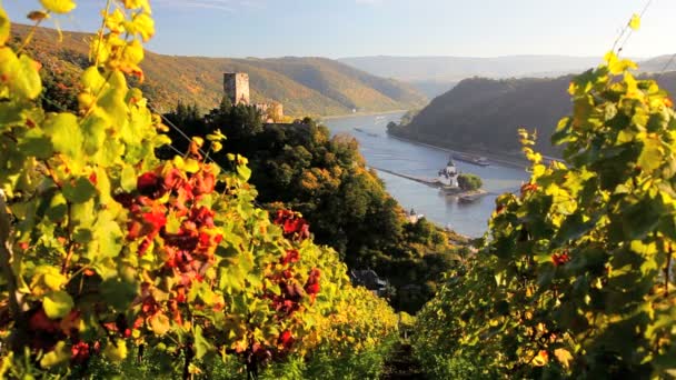 Vignoble pittoresque avec les ruines du château Gutenfels Pfalzgrafenstein — Video