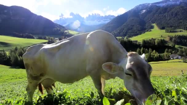 Vaca no prado alpino — Vídeo de Stock