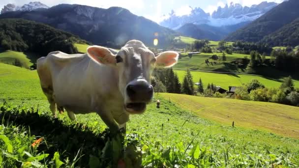 Vaca en el prado alpino — Vídeos de Stock