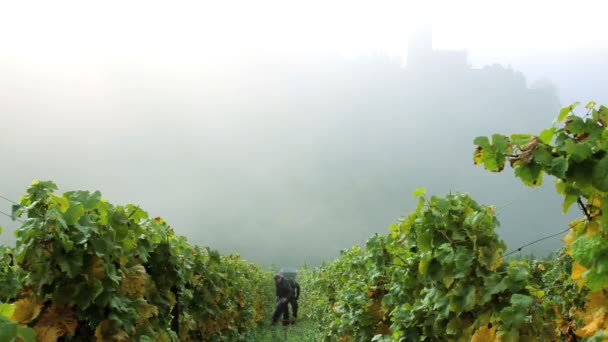 Two men harvesting grapes — Stock Video