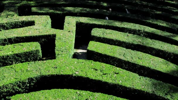 Mensen lopen door een groene hedge-doolhof — Stockvideo