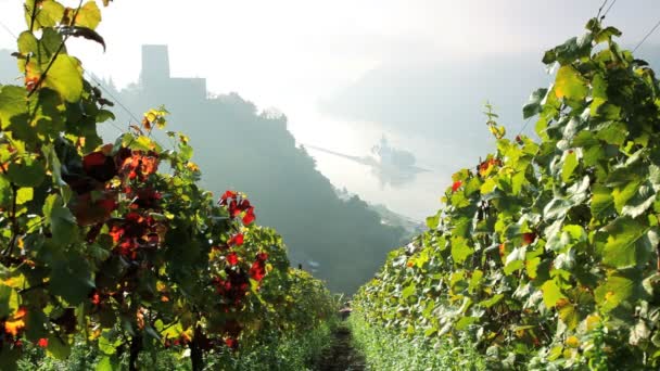 霧の日に Hillesheih のブドウ畑、Kaub、ライン渓谷、ドイツ — ストック動画