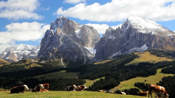 Vache dans la prairie alpine, Italie — Video