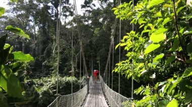 Sabah Borneo Malezya Asya halat köprü Rainforest ağacı erkek