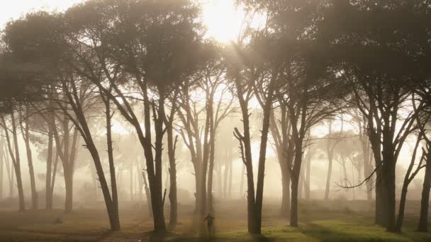Hombre corredor árboles niebla sol naturaleza entorno jogger — Vídeos de Stock