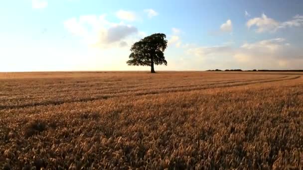 Boom gerst veld gewas boerderij veld landbouw tarwe brood landbouw — Stockvideo