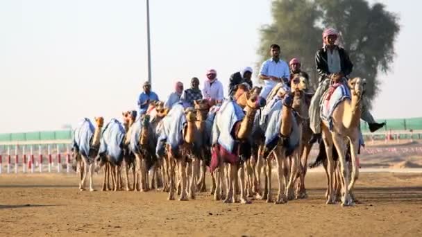 Dubaï Émirats arabes unis chameaux Dubaï hippodrome sport racing animal — Video