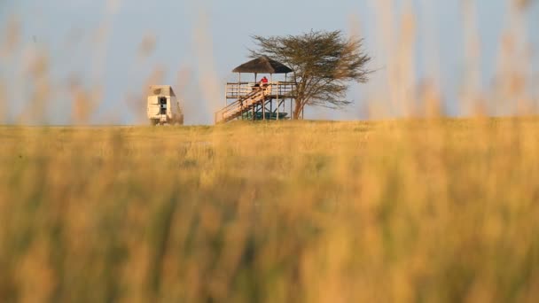 Afrikanische Savanne Botswana Menschen Camp Safari-Nationalpark — Stockvideo