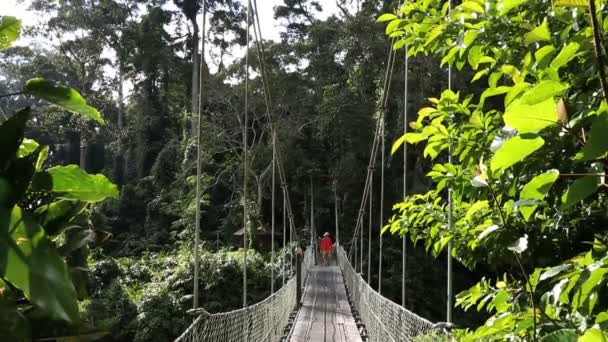サバ ボルネオ島マレーシア アジア ロープ ブリッジの熱帯雨林の木の男性 — ストック動画