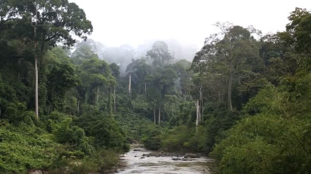 Sabah Borneo Malaysia Asien regnskog träd floden — Stockvideo