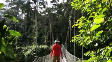 Sabah Borneo Malezya Asya halat köprü Rainforest ağacı erkek