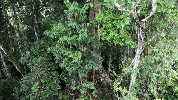 Turista viajando por el bosque — Vídeo de stock