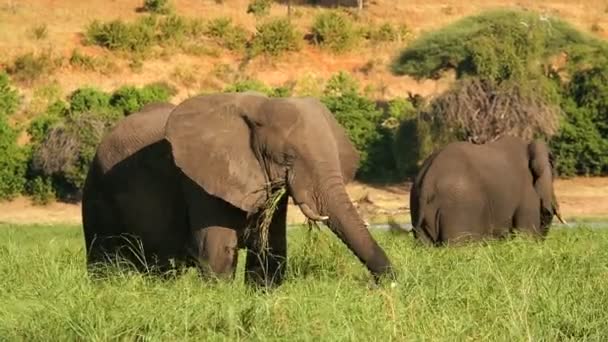 Chobe Nemzeti Park Botswana-Afrika wildlife elephant