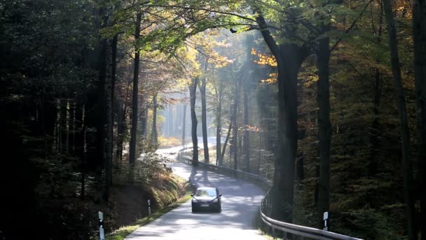 Germany autumn woods trees road vehicle car driving — Stock Video