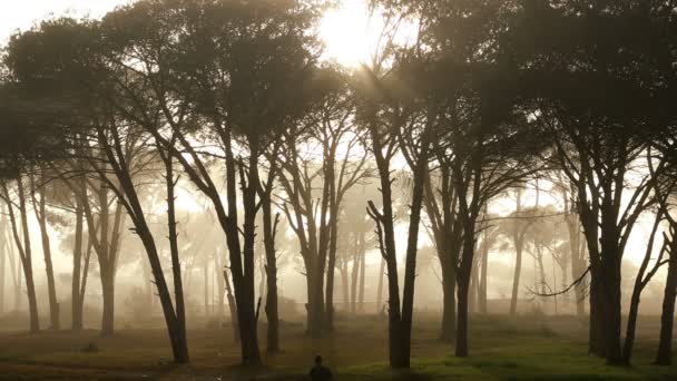 Maschio corridore alberi nebbia luce del sole natura ambiente jogger — Video Stock