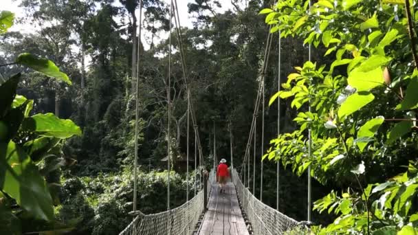 サバ ボルネオ島マレーシア アジア ロープ ブリッジの熱帯雨林の木の男性 — ストック動画