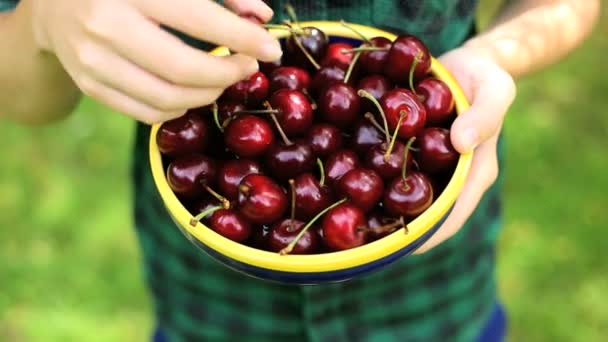 Cerejas fruta fêmea mulheres tigela alimentos frescos mãos vitamina dieta — Vídeo de Stock