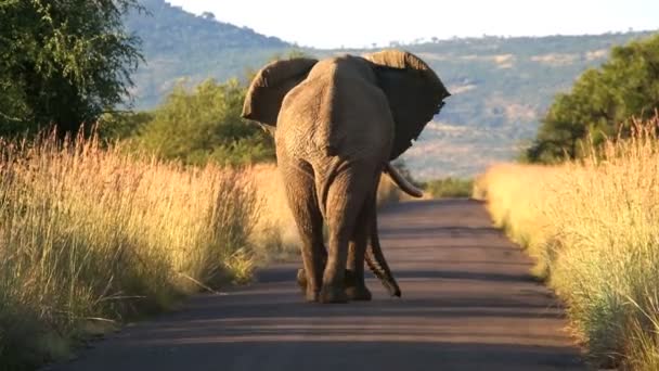 ピラネスバーグ象南アフリカのヨハネスブルグ サバンナ — ストック動画
