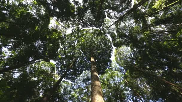 Alberi di Dipterocarpo Kuala Lumpur Malesia Asia Foresta pluviale — Video Stock