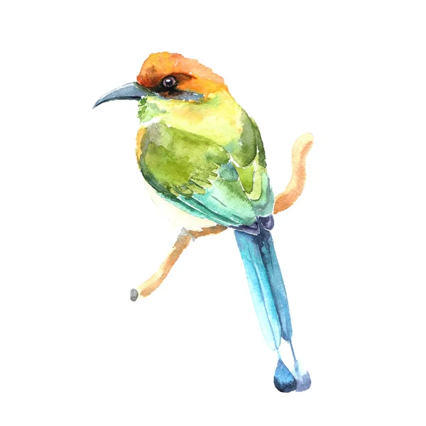 Acquerello dipinto a mano uccello — Foto Stock