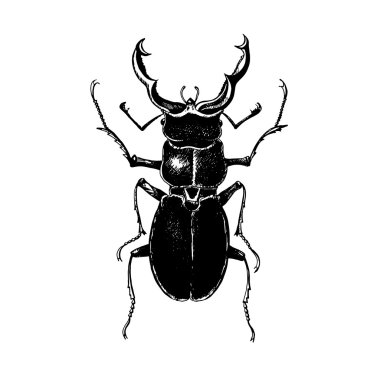 Elle çizilmiş stag beetle