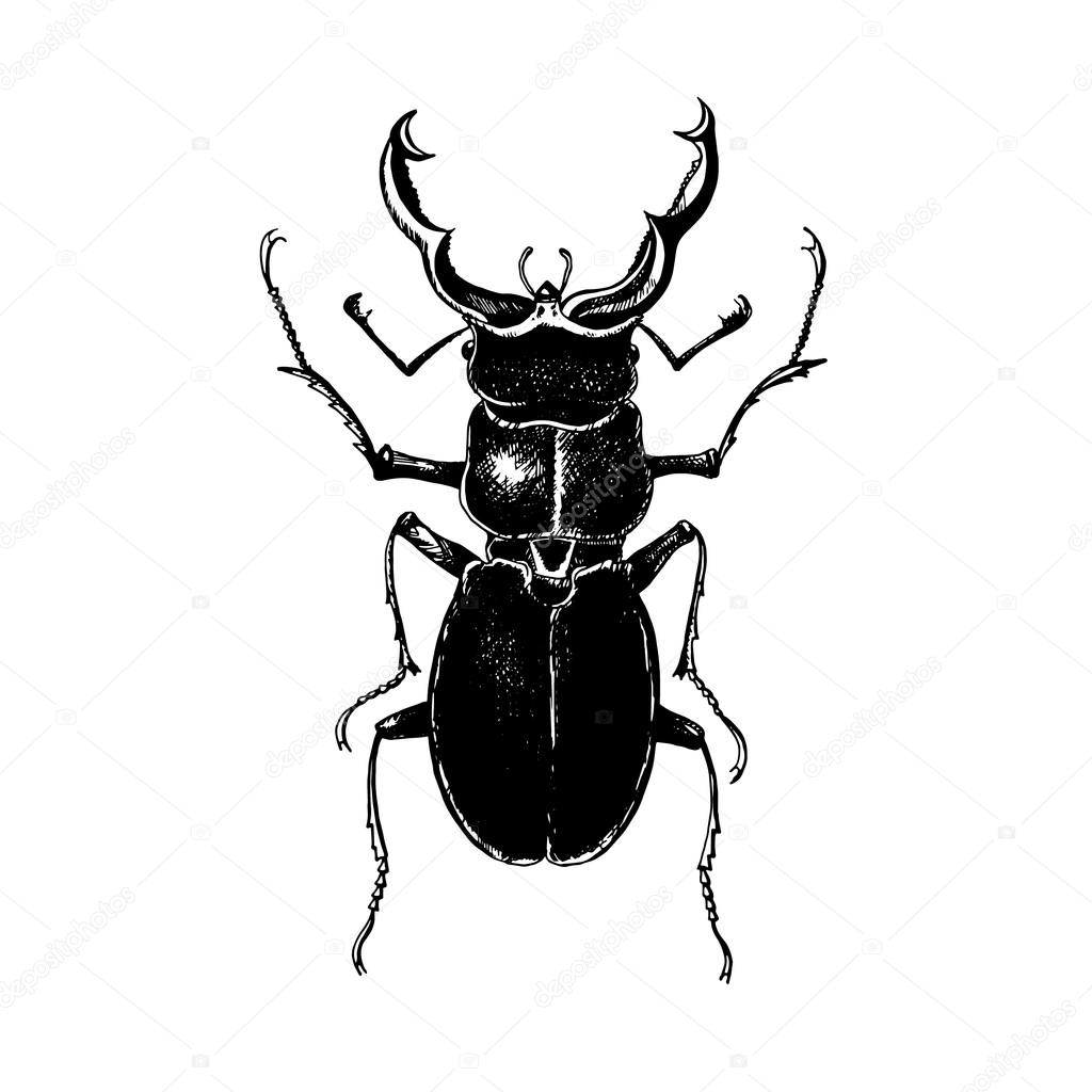 Hand drawn stag beetle