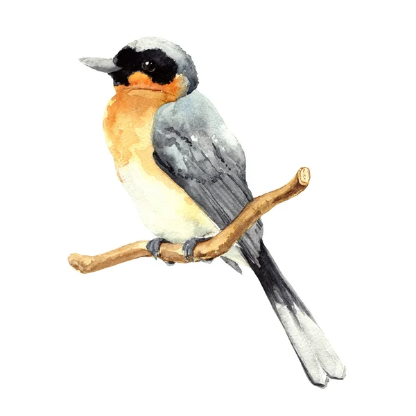 Watercolor gray bird. — Stock Photo, Image