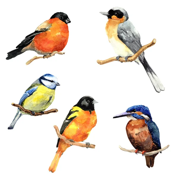 Aquarel vogels set — Stockfoto