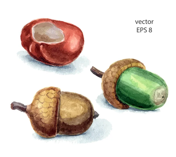 Castaño dulce y bellotas — Vector de stock