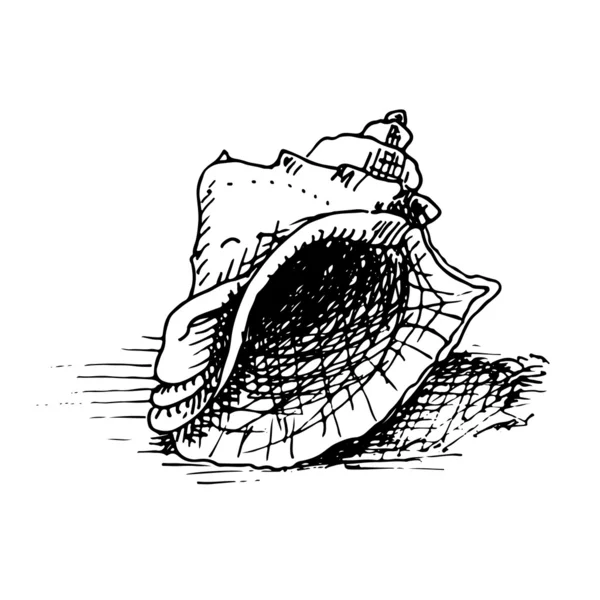 Hand drawn sea shell — Stock Vector