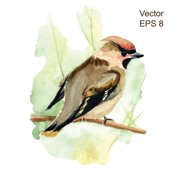 Hand getrokken pestvogel — Stockvector