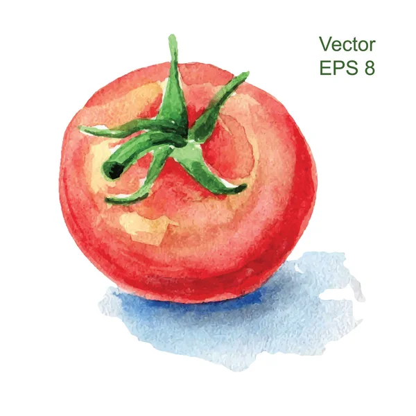 Akvarel rajče, samostatný — Stockový vektor