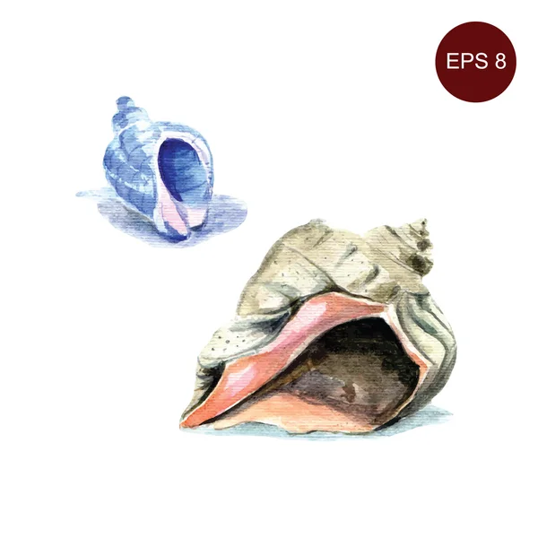 Hand drawn watercolor seashells — Stock Vector