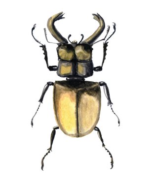 Boynuzlu geyik böceği