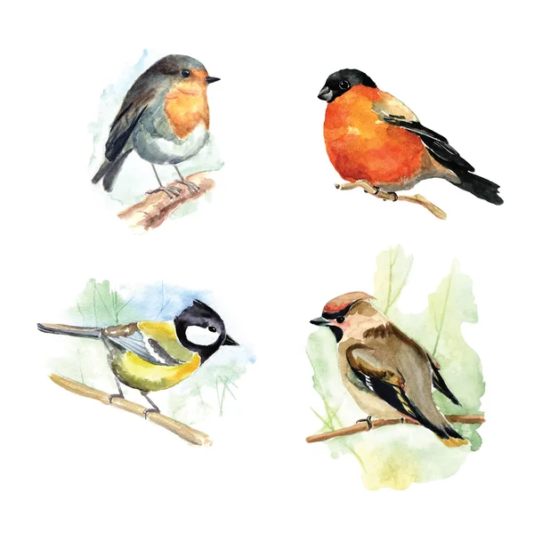 Oiseaux aquarelle dessinés à la main — Photo