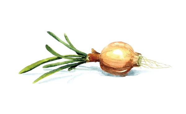 Hand drawn watercolor onion — Stock Vector