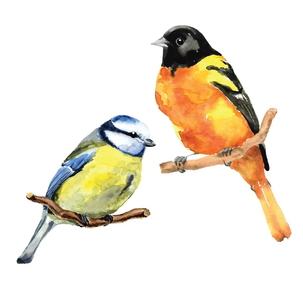 Aves aquarela oriole e tit — Vetor de Stock