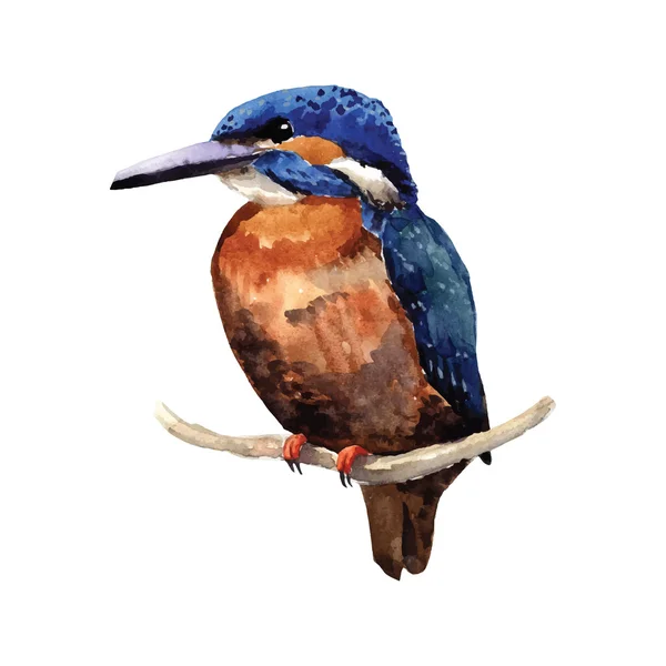 Aquarelle dessinée à la main oiseau — Image vectorielle