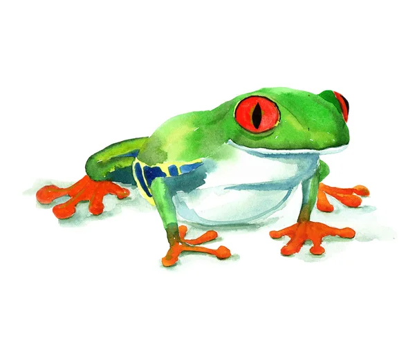 Grenouille aquarelle dessinée à la main . — Photo