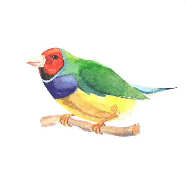 Hand drawn watercolor bird. — Stock Photo, Image