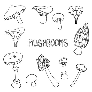 El-kabataslak mantar seti.