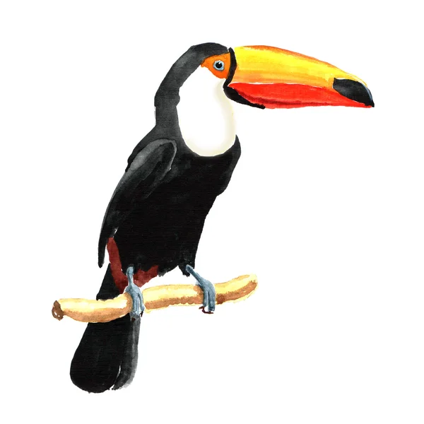 Elle çizilmiş suluboya toucan.