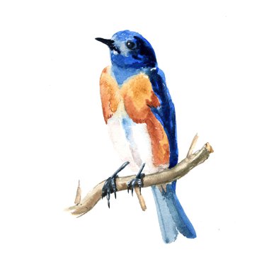 Suluboya kuş el çekilmiş