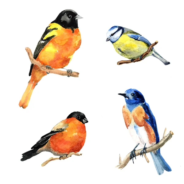 Hand drawn watercolor birds. — Stock Photo, Image