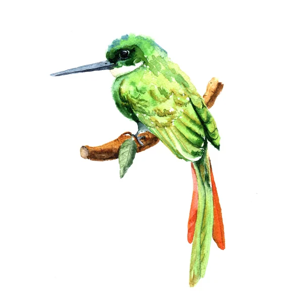 Zelený pták akvarel. — Stock fotografie