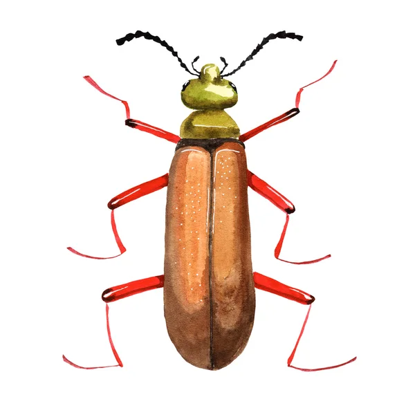 Ilustração bug aquarela — Fotografia de Stock