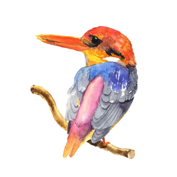 Black-backed Kingfisher bird — Stock Photo, Image